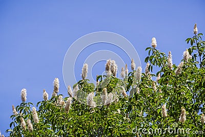 California buckeye flowers Aesculus californica Stock Photo