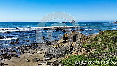 California Coast Seal lions napping in the sand Stock Photo