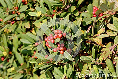 California coffeeberry California buckthorn, Frangula californica Stock Photo