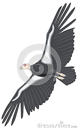 california condor fly bird vector illustration transparent background Vector Illustration