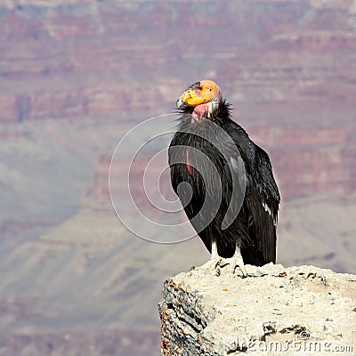 California Condor at Grand Canyon National Park Stock Photo