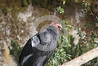 California condor Gymnogyps californianus 5 Stock Photo