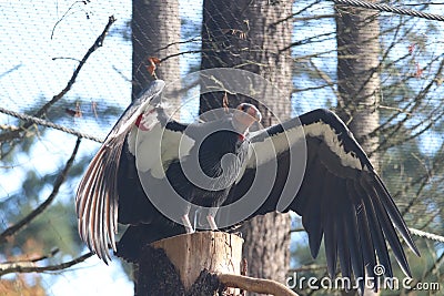 California condor Gymnogyps californianus 1 Stock Photo