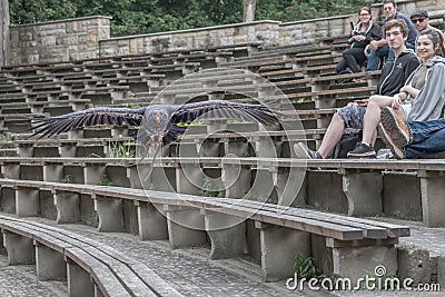 California condor, Gymnogyps californianus, a New World vulture is flying over the stands Editorial Stock Photo