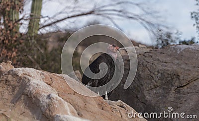 California condor, Gymnogyps californianus Stock Photo