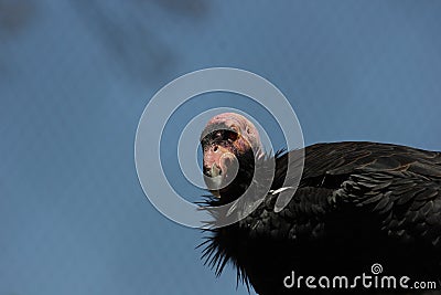 California condor (Gymnogyps californianus) Stock Photo