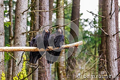California Condors Stock Photo