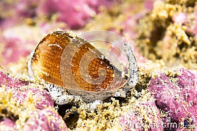 California cone snail Stock Photo