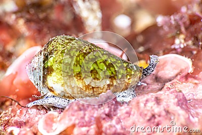 California cone snail Stock Photo