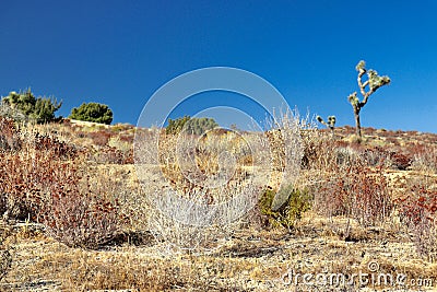 California desert landscape with plant life in Littlerock Stock Photo