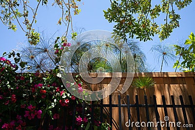 California garden backdrop Stock Photo