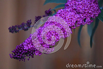 California Garden Series - Purple with orange flowered Butterfly Bush - Buddleja Stock Photo