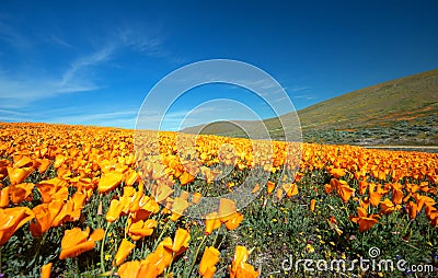 Field of California Golden Poppies on hill during springtime super bloom in southern California Antelope Valley Poppy Preserve Stock Photo