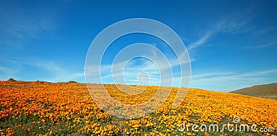 Field of California Golden Poppies on hill during springtime superbloom in southern California Antelope Valley Poppy Preserve Stock Photo