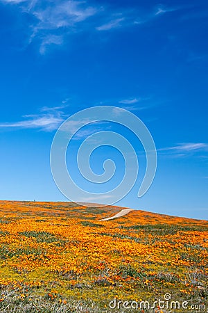 Field of California Golden Poppies on hill during springtime superbloom in southern California Antelope Valley Poppy Preserve Stock Photo