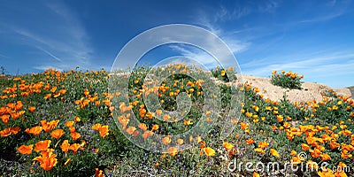 California Golden Orange Poppies on small hill during springtime superbloom in southern California Stock Photo