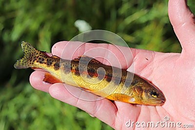 California golden trout fish Stock Photo