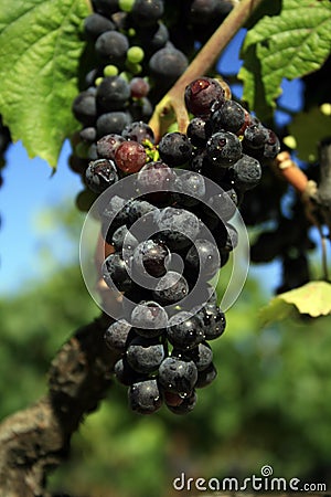 California Grapes Stock Photo