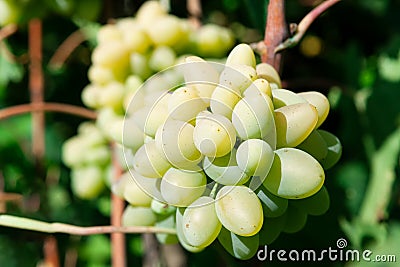 California Grapes Stock Photo