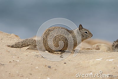 California Ground Squirrel Stock Photo