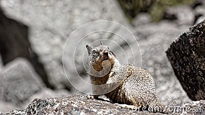 California ground squirrel Stock Photo