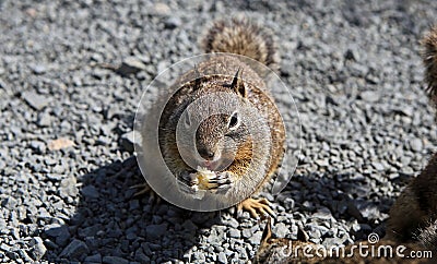 California Ground Squirrel Stock Photo