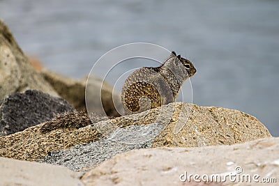 California Ground Squirrel Stock Photo