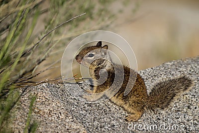 California Ground Squirrel, Otospermophilus beecheyi Stock Photo