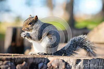 California ground squirrel, Otospermophilus beecheyi Stock Photo