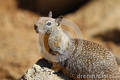 California ground squirrel Otospermophilus beecheyi Stock Photo
