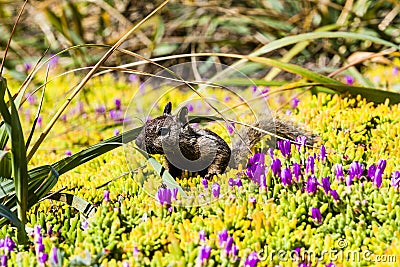 California ground squirrel (Otospermophilus beecheyi) Stock Photo