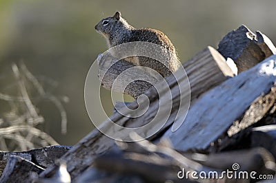 California ground squirrel Otospermophilus beecheyi Close Up Stock Photo