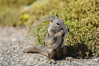 California ground squirrel (Otospermophilus beecheyi) Stock Photo