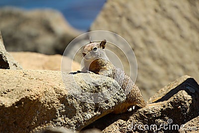 California ground squirrel Otospermophilus beecheyi Stock Photo