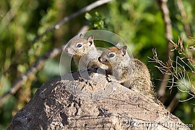 California Ground Squirrel, Otospermophilus beecheyi Stock Photo