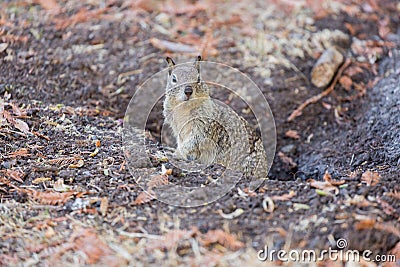 California Ground Squirrel - Otospermophilus beecheyi Stock Photo