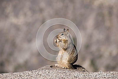 California Ground Squirrel stand-up and eating a peanut Stock Photo