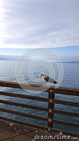 Young Seagull at Ocean Beach Pier with Blue Sky Masked by White Clouds Stock Photo