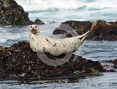 California harbor seal on rock, big sur, california Stock Photo