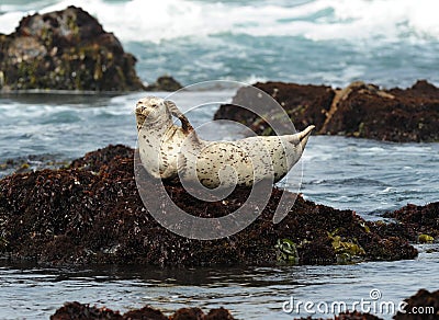 California harbor seal on rock,big sur, california Stock Photo