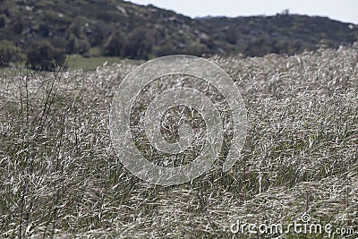 California Landscape Series - Field of Dried Grasses - Barnett Ranch in San Diego Stock Photo