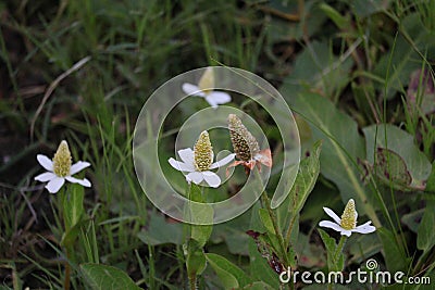 California Landscape - White with Green Center Cone Shaped Flowers along River - Pamo Valley San Diego California Mountains Stock Photo