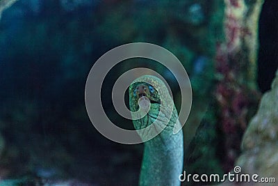 California moray eel Gymnothorax mordax Stock Photo