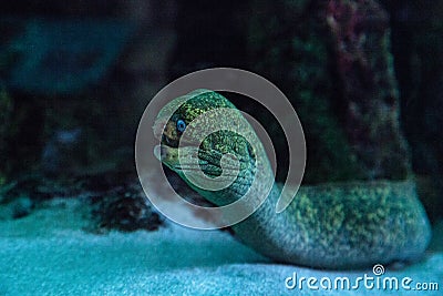 California moray eel Gymnothorax mordax Stock Photo