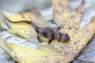 California Newt juvenile resting on autumn leaf Stock Photo