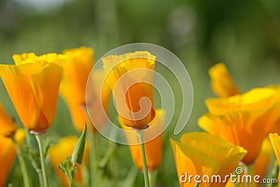 California Orange Poppy Stock Photo