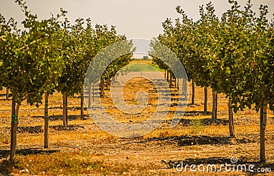 California Orchards Stock Photo