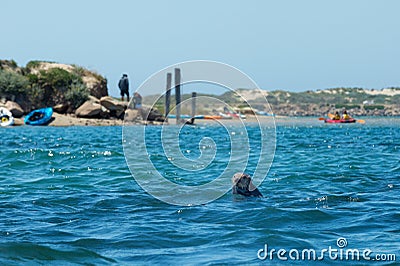 California otter in Morro Bay, California. Stock Photo