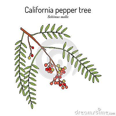 California pepper tree, or Peruvian peppertree Schinus molle Vector Illustration