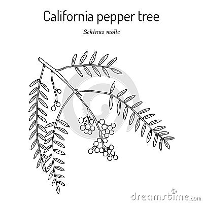 California pepper tree, or Peruvian peppertree Schinus molle Vector Illustration